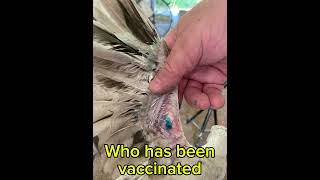 Vaccinating for Fowl Pox cluckerbooks vaccine fowls chicken chickenhealth birds [upl. by Elbertina]