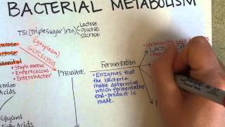 Bacterial Metabolism Part 1 Cellular Respiration of Bacteria [upl. by Balbinder]