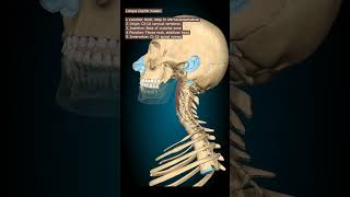 Longus Capitis Muscle animation humananatomyandphysiology humananatomy humerusanatomy [upl. by Aicsila814]