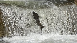 Salmon Run  Bowmanville Creek Fish Ladder [upl. by Kinzer]