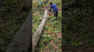 Potong batang pohon kelapa di tengah sawah yang mengering chainsaw coconuttree [upl. by Acinoed]