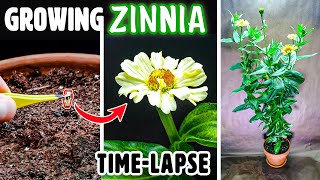 Zinnia Flower Growing From Seed to Blooms 70 Days Time Lapse [upl. by Nwotna]