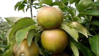 Apple variety Egremont Russet [upl. by Dwan843]