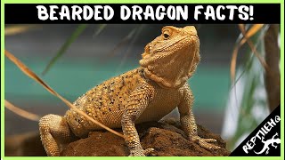 25 Crazy Bearded Dragon Facts that Will Blow Your Mind [upl. by Whitaker278]