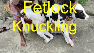 Fetlock Knuckling of CalfComplete Operative Procedure of Knuckling [upl. by Bordie992]