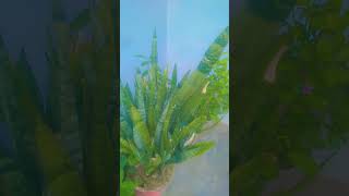 My new plants  nayla vlogs [upl. by Walden]