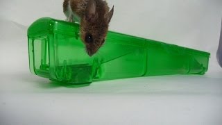 Mice Device Live Mouse Trap In Action  SLOW MOTION [upl. by Ricarda]