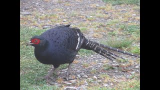 Mikado Pheasant Syrmaticus mikado male  Dasyueshan National Forest Taiwan [upl. by Niatsirhc646]