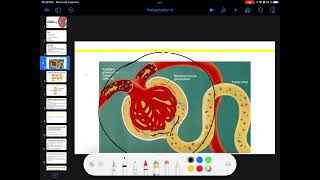 UE3 Physiologie Rénale بالعربية  2 La Filtration Glomérulaire Par TAGZOUT MAISSENE [upl. by Lyman]