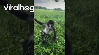 Rescued Spider Monkey Plays in Grass  ViralHog [upl. by Torrlow]