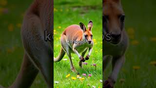 Did You Know This About Australian Animals [upl. by Heman491]