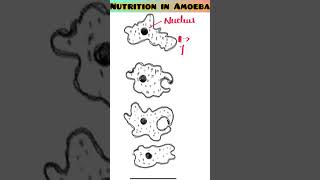 Nutrition Of Amoeba viral trending shortsvideo ytshorts biology ScienceByDeeba [upl. by Otrevire591]