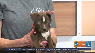 TUESDAY TAILS Meet Octane from the SPCA of East Texas [upl. by Reklaw]