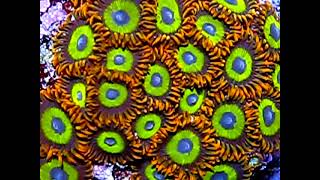 Zoanthids Fruit Loops  Zoanthus colony part 1 [upl. by Blus]