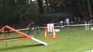 Anéou berger des pyrénées en agility [upl. by Jarrow]