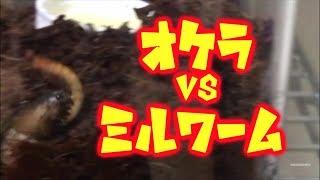 オケラさんにミルワームを与えてみた結果 Mole Cricketgryllotalpa gryllotalpa vs Mealworm [upl. by Kenn]