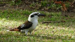 Kookaburra with whipbird audio [upl. by Gnouv]