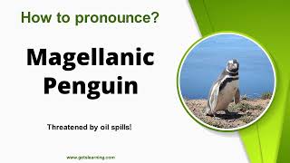 How to Say Magellanic Penguin  American Accent [upl. by Ardnoid572]