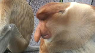 Proboscis Monkey Borneo Malaysia 2008 [upl. by Nagirrek]