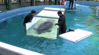 Manatee Shuffle  Cincinnati Zoo [upl. by Leirum]