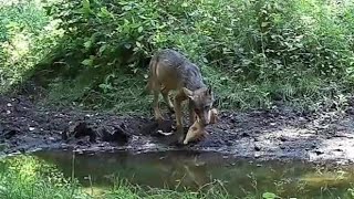 HIT WILK Z GŁOWA KOZŁA WOLF [upl. by Rabush]