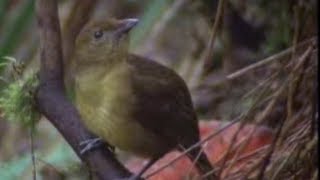 Animal Behaviour of the Australian bowerbird  David Attenborough  BBC wildlife [upl. by Anisamot]