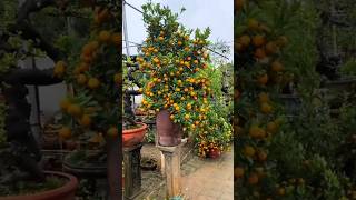 New technique for growing kumquat plant kumquat kumquatgrafting farming viral shorts [upl. by Hibben]