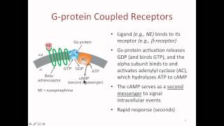 Drug Receptors [upl. by Aihtnis762]