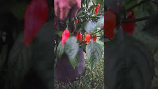 Ghost Pepper Plant [upl. by Ameer]