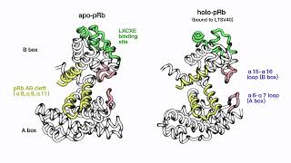 Primary movement of retinoblastoma protein in both its apo and holo forms [upl. by Natalia]