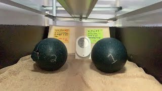 Emu Egg Hatching Now Live emu hatching farmlife [upl. by Llerad]