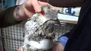 Feeding a Screech Owl [upl. by Labaw]