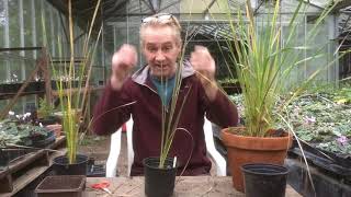 Tidying up the dierama in autumn at Stinky Ditch Nursery October’20 [upl. by Hoi108]