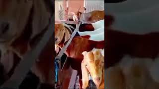 Boar bakhra boargoat goat pet pets petanimals subscribe support ytvideo ytshort ytsorts [upl. by Neerom]