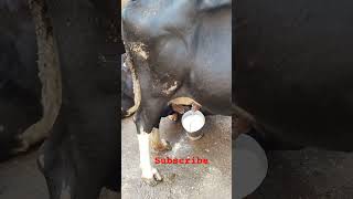 Roots cow milk hf cow vlog cow cowmilk cowmilkinghand cowfarm dairycraft rawmilk milkfed [upl. by Vary]