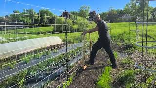 Transplanter les haricots au jardin [upl. by Khalin]