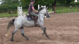 148 Full Connemara Pony For Sale [upl. by Etnoj]