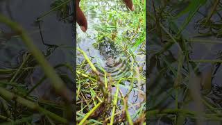 Alive Fish Catching viralvideo [upl. by Marriott]