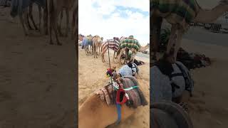 ऊंट रेस racetime camels race youtube shorts trending [upl. by Huan412]