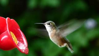 Calliope Hummingbird  The Smallest North American Bird [upl. by Nibaj]