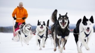 Pasi the Husky Farm Owner in Lapland  FINLAND [upl. by Hollerman]