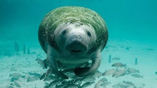 10 Amazing Facts about Manatees [upl. by Hardan]