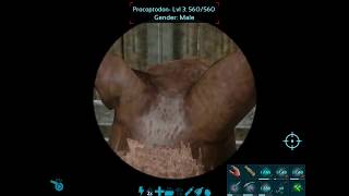 Ark Survival Evolved Mobile  Procoptodon Fail [upl. by Nylrak]