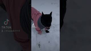 1 year old cane cosro loves playing in the snow puppy canecorso canecorsolove [upl. by Enellek245]