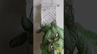 DIY Suporte para Plantas em Macramê Tutorial👆macrame macramepassoapasso tutorialmacrame [upl. by Kinnard]