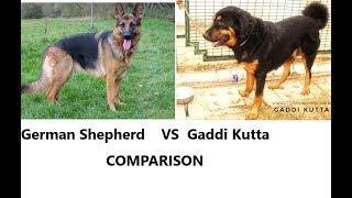 Gaddi dog vs German shepherd gaddi dog breed in india [upl. by Rocray171]