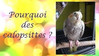 Explications POURQUOI DES CALOPSITTES   Ondulées conures kakarikis [upl. by Regni]