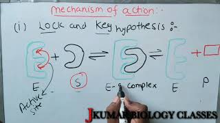 LOCK AND KEY HYPOTHESIS INDUCED FIT MODEL  EMIL FESCHER  DANEIL KOSHLAND [upl. by Ynnam]