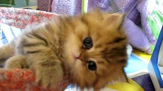 Cute Persian kitten Intrepid  073011 [upl. by Arodnap]