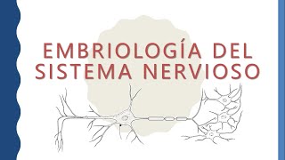 Embriología del sistema nervioso [upl. by Namzzaj5]